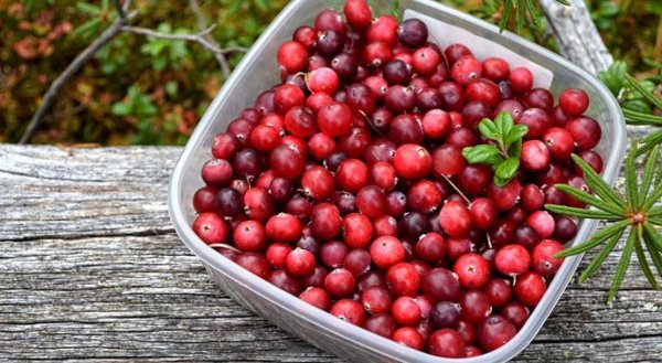 Брусника ягода