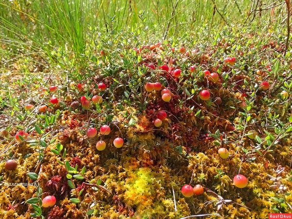 Клюква ягода на болоте