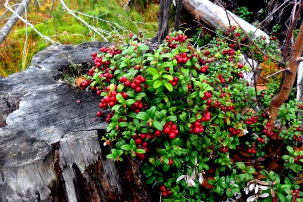 Ягоды Карелии брусника клюква
