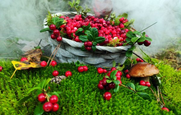 Брусника осенью в лесу