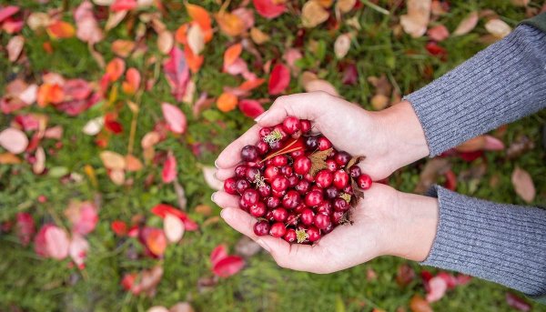 Клюква Садовая