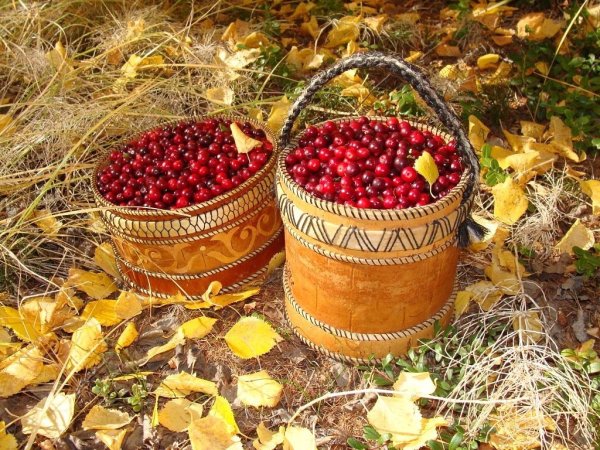 Луппа брусничник