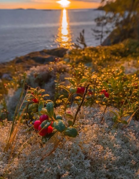 Фёдор Лашков фотограф