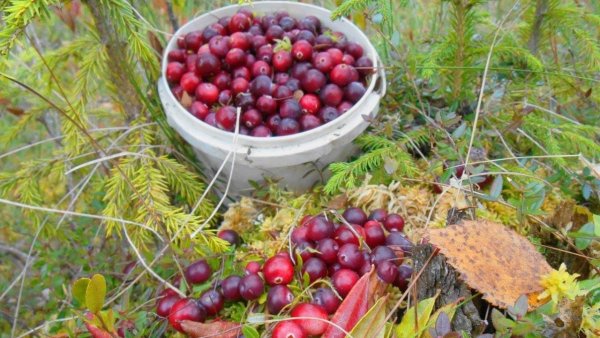 Сбор ягод на болоте