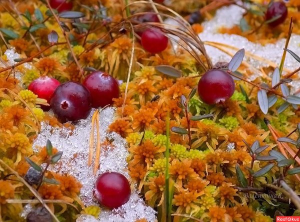 Клюква в Сибири