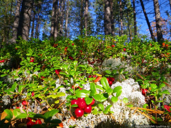 Брусника Мурманск