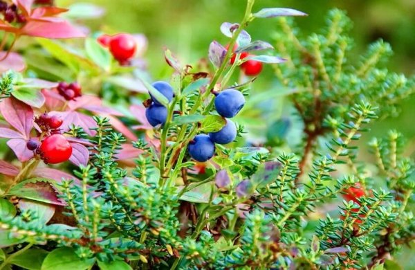 Брусника черника голубика