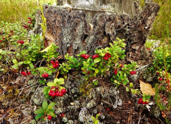 Ягоды Карелии брусника