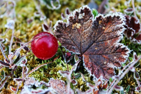 Брусника в инее
