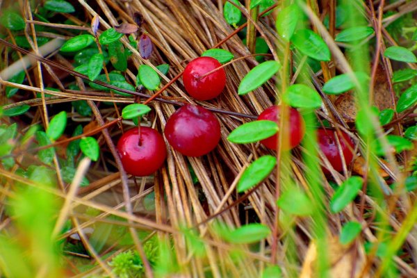 Клюква алая Заповедная