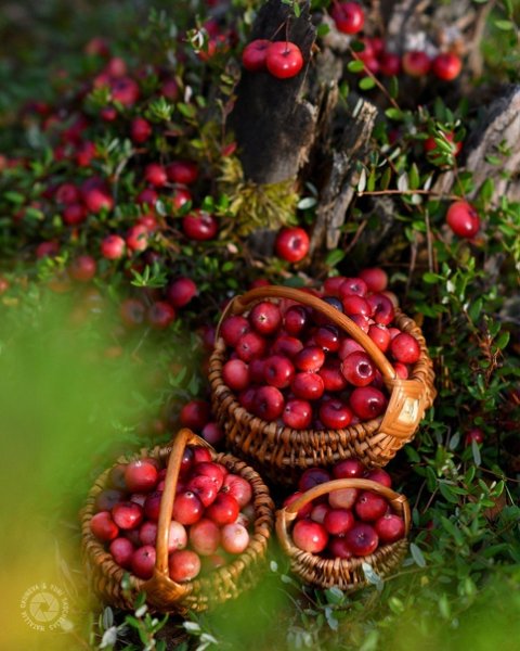 Ягоды в лесу