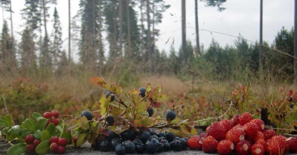 Дары леса ягоды брусника черника