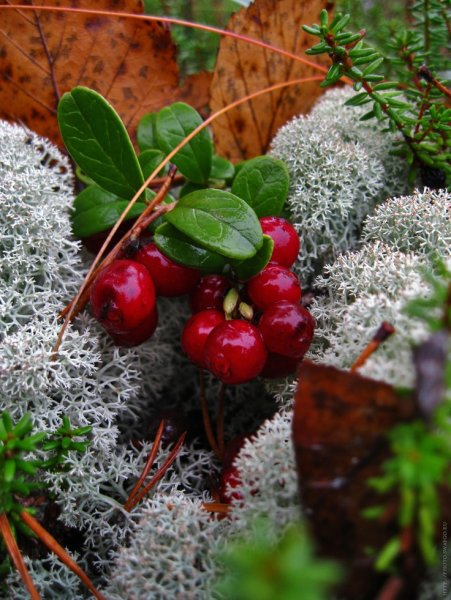 Калина брусника и клюква