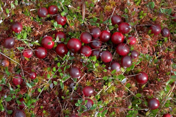 Клюква Болотная куст