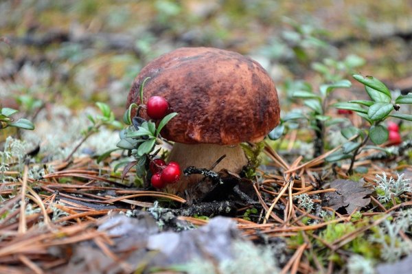 Карельский лес грибы