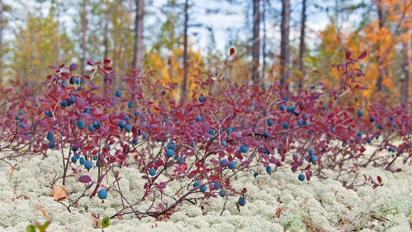 Растения тундры клюква