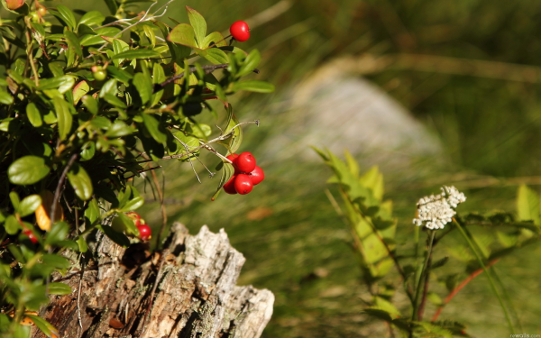 Брусника Лесная
