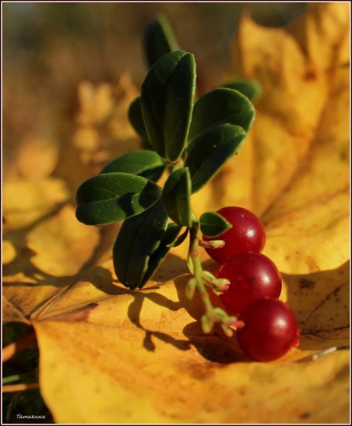 Брусника осенью