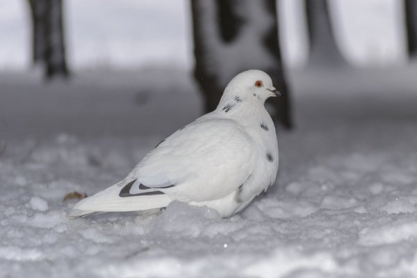 Горлица зимой