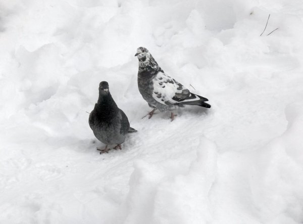 Белый голубь на снегу