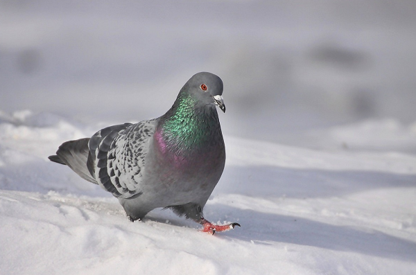 Горлица голубь зимой