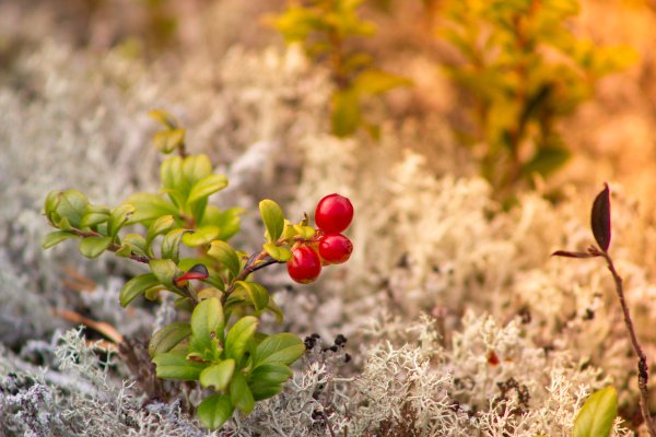 Надым пейзаж брусника