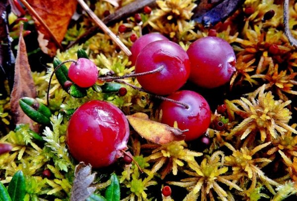 Байкальский заповедник клюква