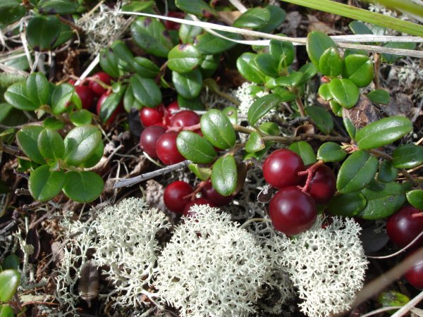 Брусника кустарник