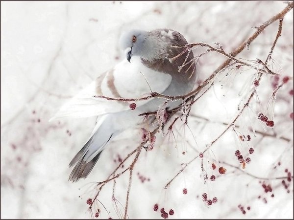 Белые птицы зимой