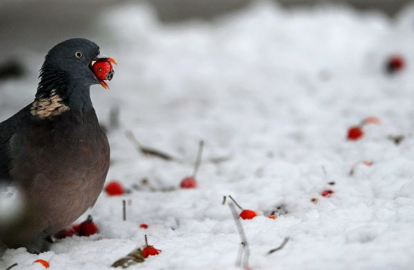 Сизый голубь на снегу