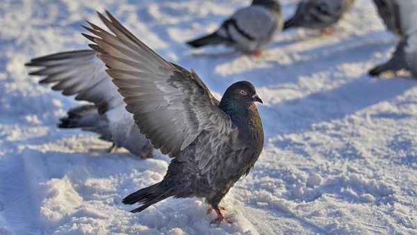 Голубь зима