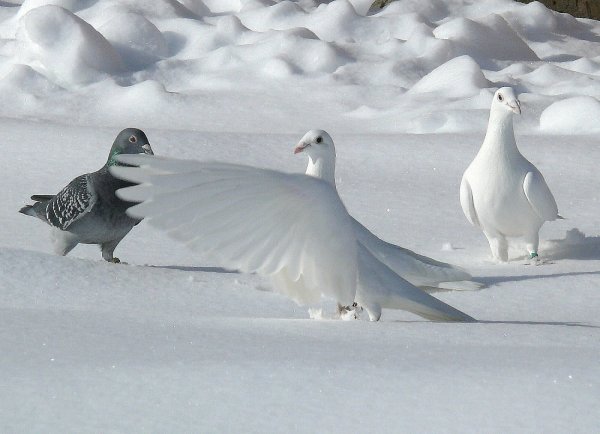 Голубь зимой