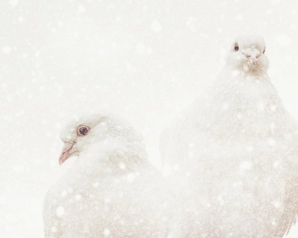 Голубки зимой