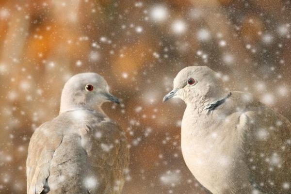 Голубки зимой