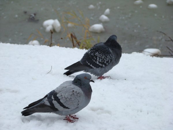 Городские голуби зимой