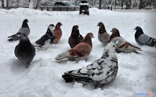 Голубка снег