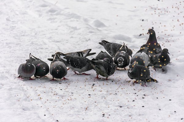 Птичка клюет зернышки