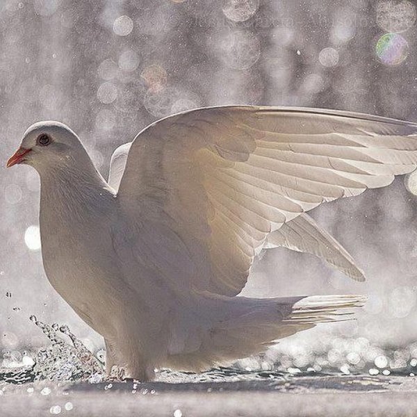 Милый белый голубь