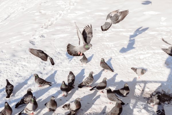 Стая Воробьев и голубей