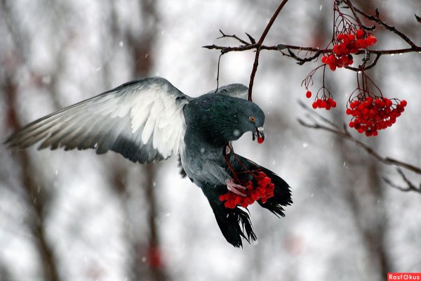 Голуби на рябине