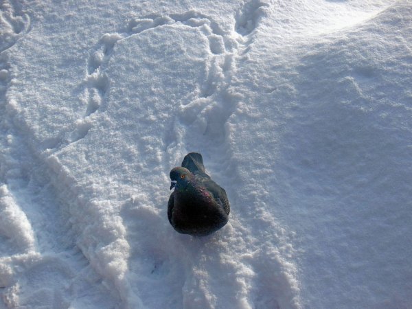 Голубь снежок