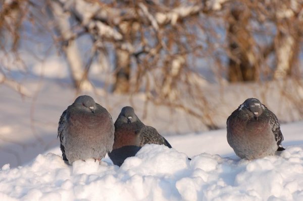Голуби на снегу