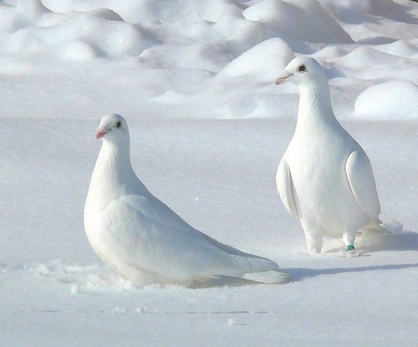 Полярный голубь