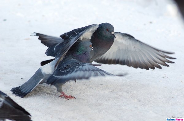 Голуби зимой в городе