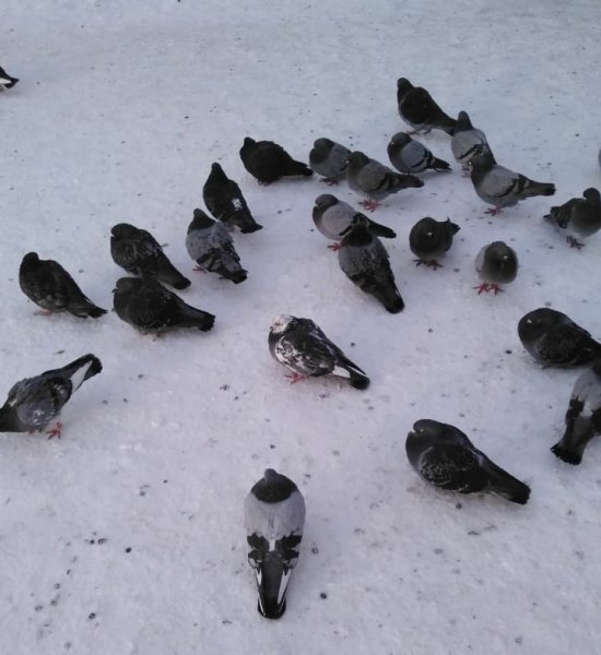 Голуби на снегу