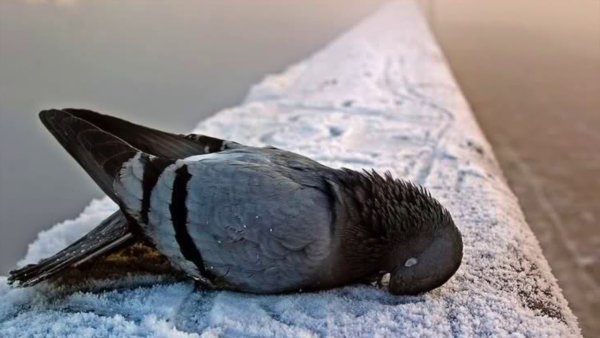 Замерзающие птицы