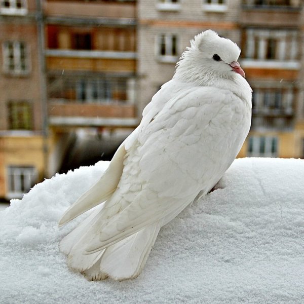 Белая Голубка на снегу