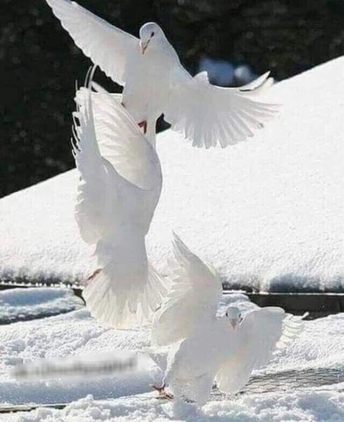 Белоснежные птицы