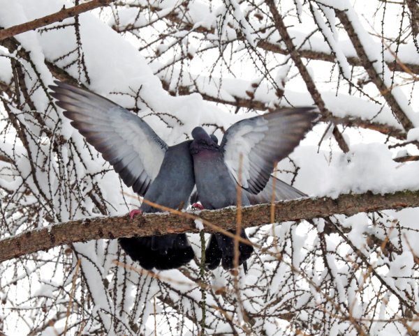 Горлица зимой