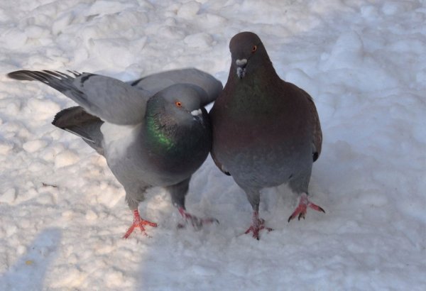 Зимующие птицы сизый голубь